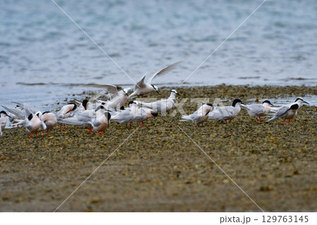 夏に沖縄や奄美の海岸やビーチで見られる白い優雅な美しい野鳥、ベニアジサシ 129763145