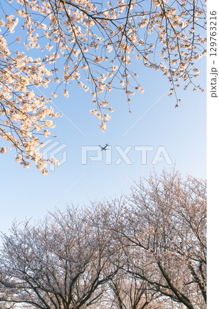 青空に舞う飛行機と桜 129763216