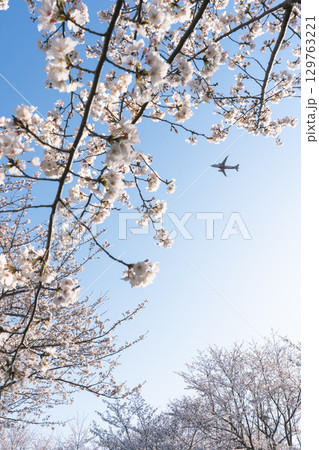 青空に舞う飛行機と桜 青空に舞う飛行機と桜 129763221