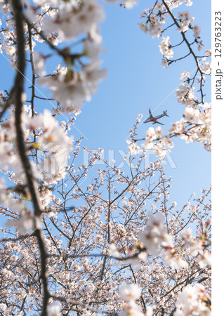 青空に舞う飛行機と桜 青空に舞う飛行機と桜 129763223