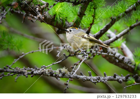 初夏から夏に富士山や上高地で出会えるとても小さなかわいい野鳥、高山の鳥キクイタダキ 129763233