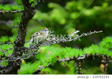 初夏から夏に富士山や上高地で出会えるとても小さなかわいい野鳥、高山の鳥キクイタダキ 129763243