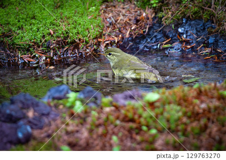 八ヶ岳や上高地で初夏から夏に出会える高原のかわいい野鳥、夏鳥のメボソムシクイ 129763270