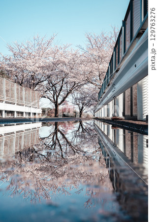 成田市さくらの山 水たまりに映る桜とガードレール 129763276