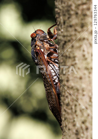 木に止まるアブラゼミ 129763344