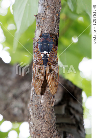 木に止まるアブラゼミ 129763349