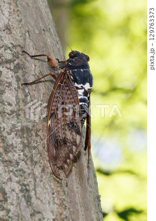 木に止まるアブラゼミ 木に止まるアブラゼミ 129763373