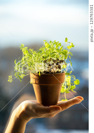 Basil dill cilantro parsley in one pot in woman hand. Winter growing at home, homegrown cultivation Basil dill cilantro parsley in one pot in woman hand. Winter growing at home, homegrown cultivation 129763381