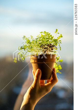 Basil dill cilantro parsley in one pot in woman hand. Winter growing at home, homegrown cultivation 129763383