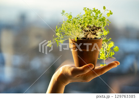 Basil dill cilantro parsley in one pot in woman hand. Winter growing at home, homegrown cultivation Basil dill cilantro parsley in one pot in woman hand. Winter growing at home, homegrown cultivation 129763385