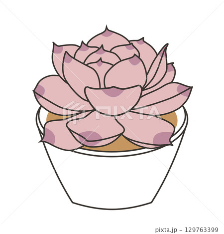 多肉植物の紅葉したエケベリア 129763399