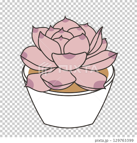 多汁的 Echeveria 秋葉 多汁的 Echeveria 秋葉 129763399