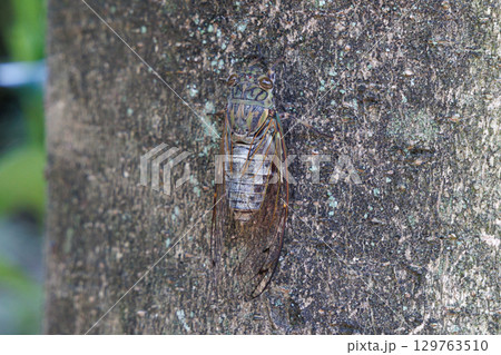木に止まるツクツクボウシ 木に止まるツクツクボウシ 129763510