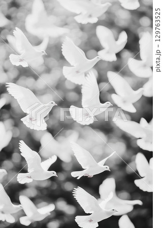 Flock of White Doves Flying in a Blurred Background. 129763525