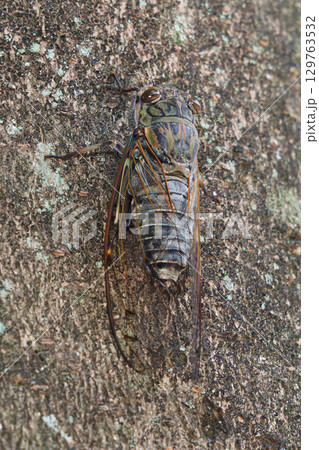 木に止まるツクツクボウシ 129763532