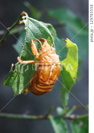 セミの抜け殻 セミの抜け殻 129763558