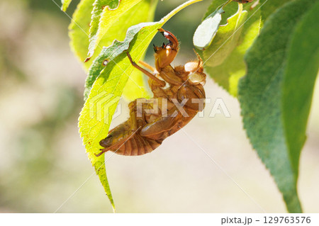 セミの抜け殻 セミの抜け殻 129763576