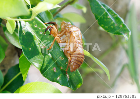 セミの抜け殻 セミの抜け殻 129763585