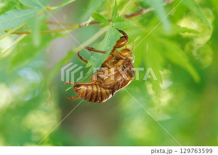 セミの抜け殻 129763599