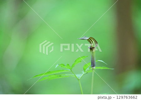 マムシグサ マムシグサ 129763662