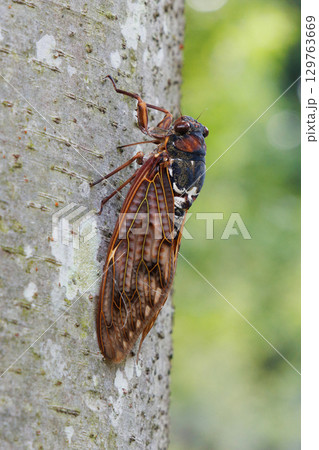 木に止まるアブラゼミ 木に止まるアブラゼミ 129763669