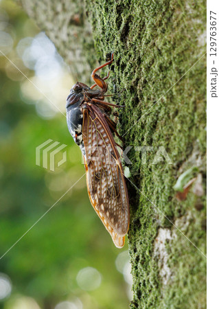 木に止まるアブラゼミ 129763677