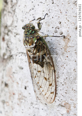 木に止まるミンミンゼミ 129763681