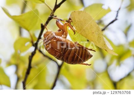 セミの抜け殻 129763708