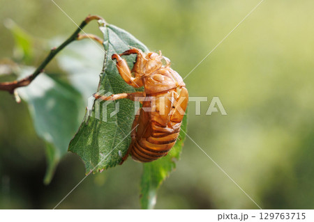 セミの抜け殻 セミの抜け殻 129763715