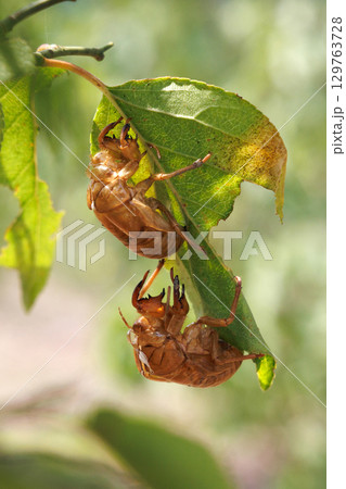 セミの抜け殻 129763728