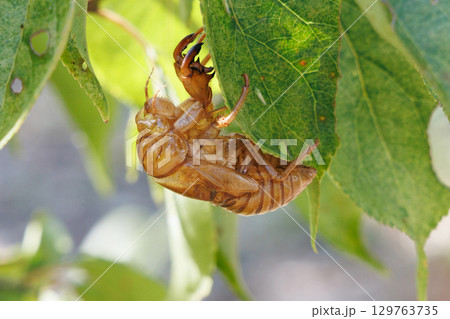 セミの抜け殻 129763735