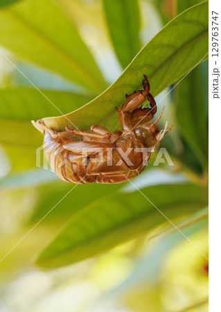セミの抜け殻 セミの抜け殻 129763747