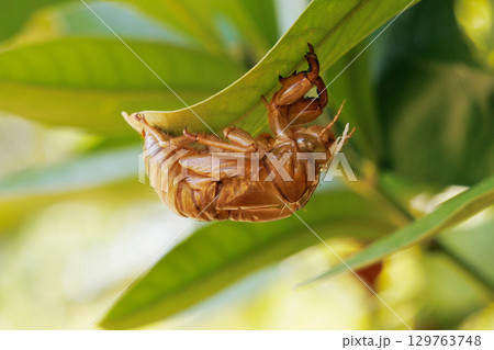 セミの抜け殻 セミの抜け殻 129763748