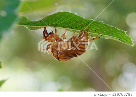 セミの抜け殻 129763785