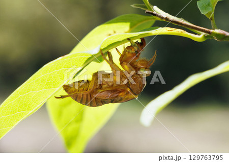 セミの抜け殻 129763795