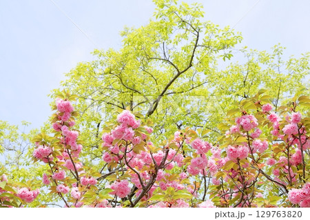 満開 ヤエザクラの花 満開 ヤエザクラの花 129763820