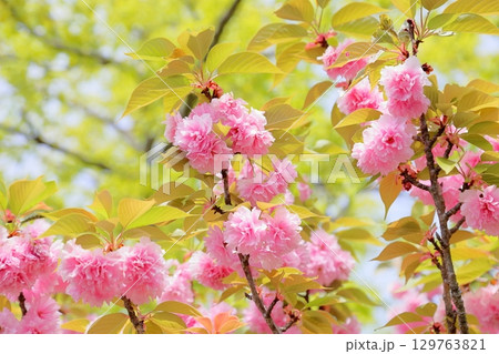 満開 ヤエザクラの花 満開 ヤエザクラの花 129763821