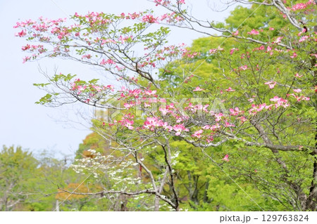 可愛い ピンクのハナミズキの花 可愛い ピンクのハナミズキの花 129763824