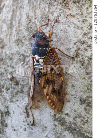 木に止まるアブラゼミ 木に止まるアブラゼミ 129763864