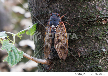 木に止まるアブラゼミ 129763865