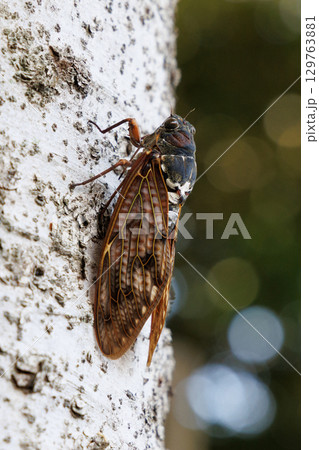 木に止まるアブラゼミ 木に止まるアブラゼミ 129763881
