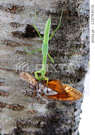 アブラゼミを捕食するカマキリ 129764016