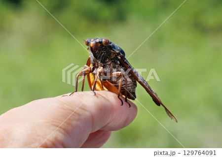 アブラゼミ アブラゼミ 129764091