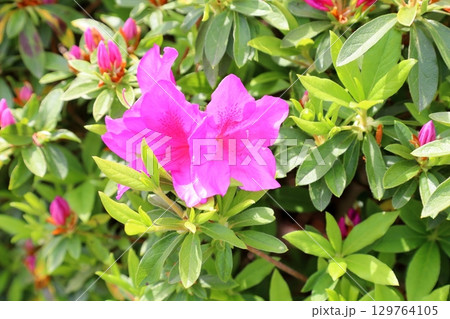 可愛い　ヒラドツツジの花 129764105