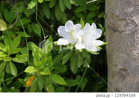 爽やか ヒラドツツジの花 爽やか ヒラドツツジの花 129764109