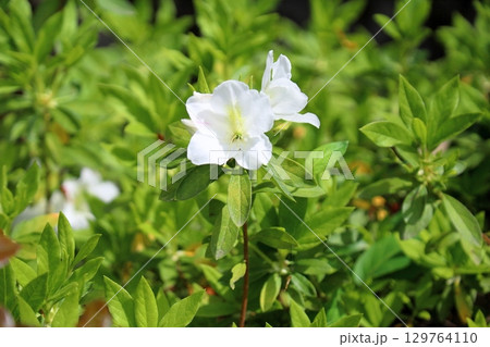 爽やか　ヒラドツツジの花 129764110