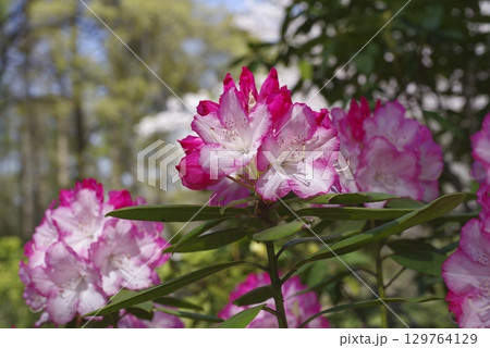 石楠花園にシャクナゲが咲いています。 石楠花園にシャクナゲが咲いています。 129764129