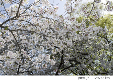 青空の下にソメイヨシノの桜の花が満開の状態です。 129764169