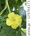 朝露に濡れるゴーヤーの花 129764171
