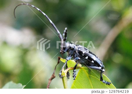 葉に止まるゴマダラカミキリ 葉に止まるゴマダラカミキリ 129764219
